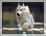 bia�y, Siberian Husky, p�otek