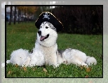 Czapka, Siberian, Husky, Kapita�ska