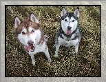 czarny, br�zowy, Siberian Husky