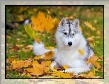Pies, Husky, Jesie�
