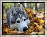 Siberian Husky, Li�cie