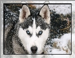 Siberian Husky, �nieg