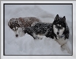 �nieg, Siberian Husky, Psy, Zima