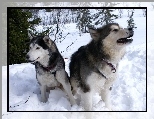 Siberian Husky, choinki, zima