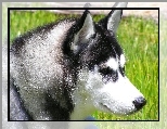 g�owa, Siberian Husky