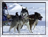 Siberian Husky, �nieg, sanie