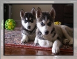 Siberian Husky, zielona, pi�ka